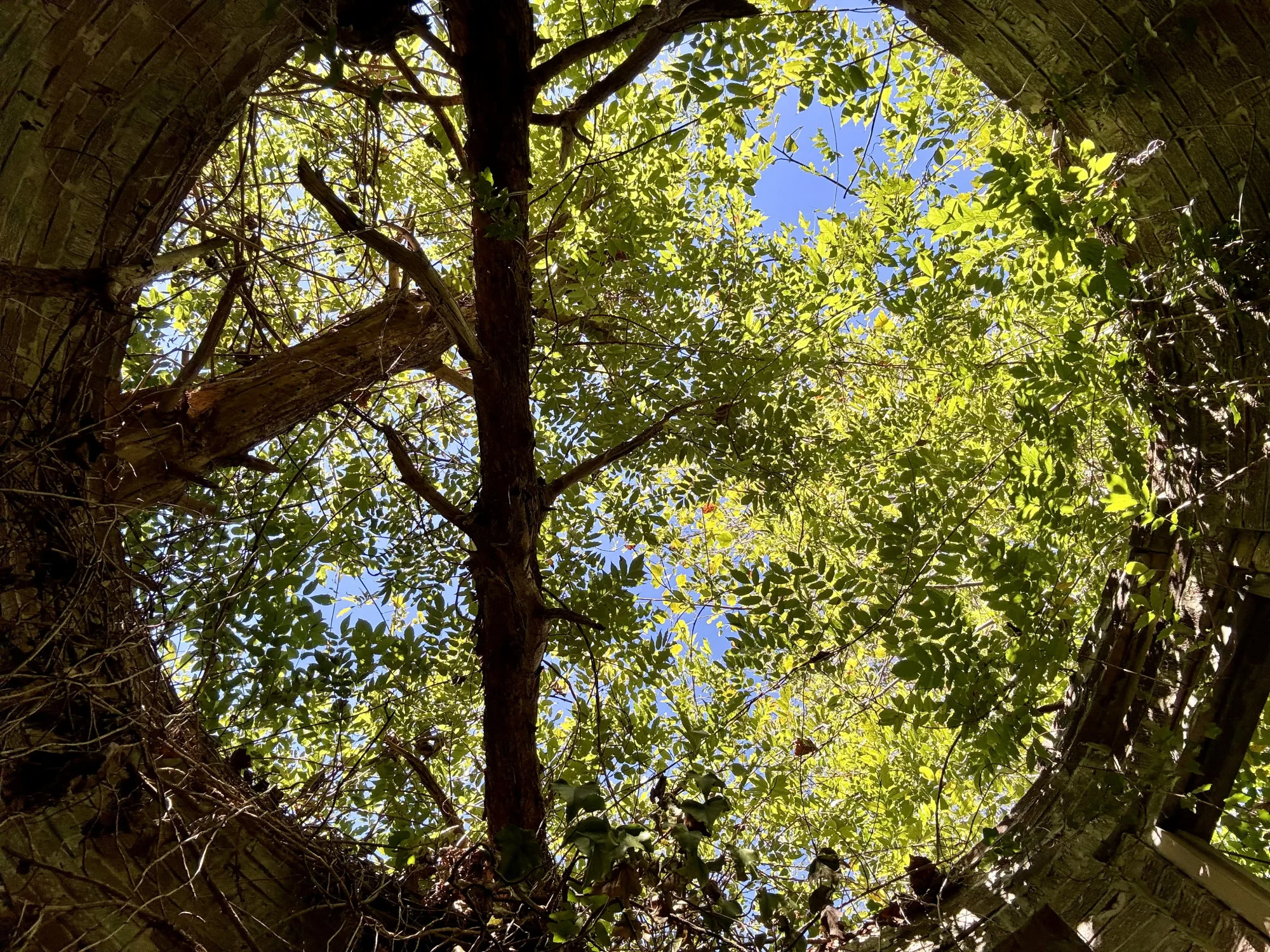 Open sky above surviving brick walls at the Corpsewood ruins.